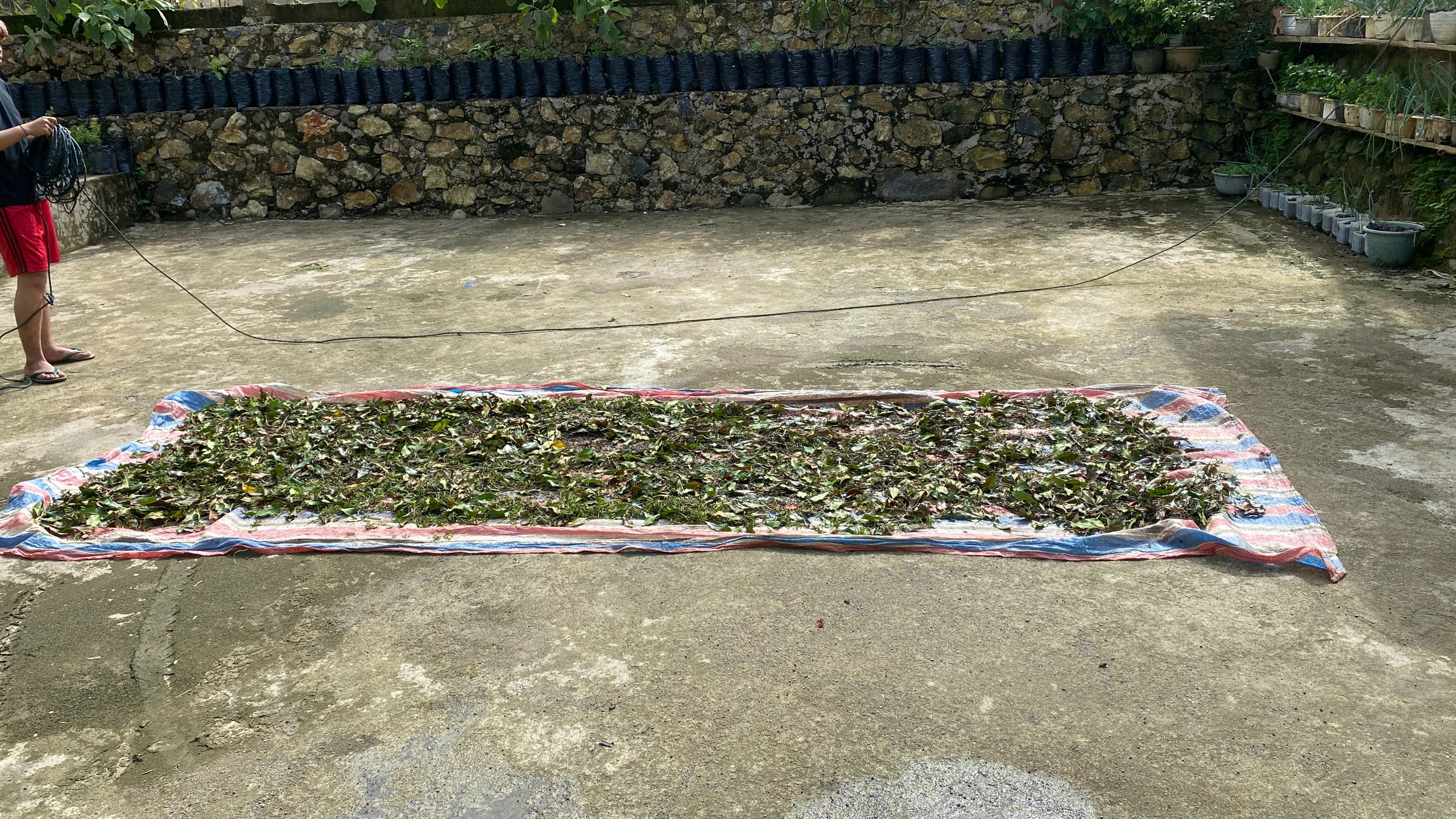Kunjungan ke Kebun Cengkeh oleh Tim Pelaksana
