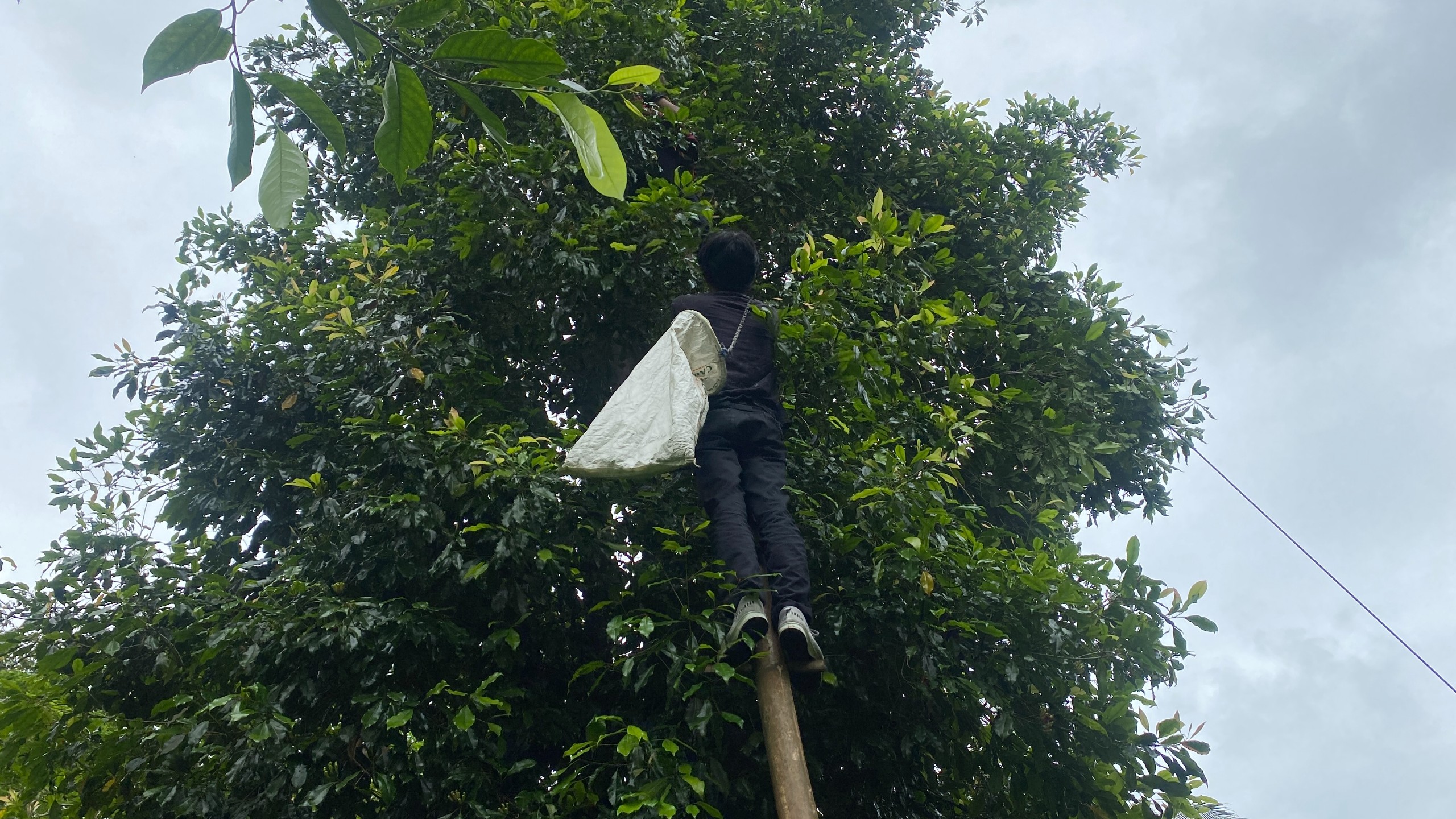 Kunjungan ke Kebun Cengkeh oleh Tim Pelaksana