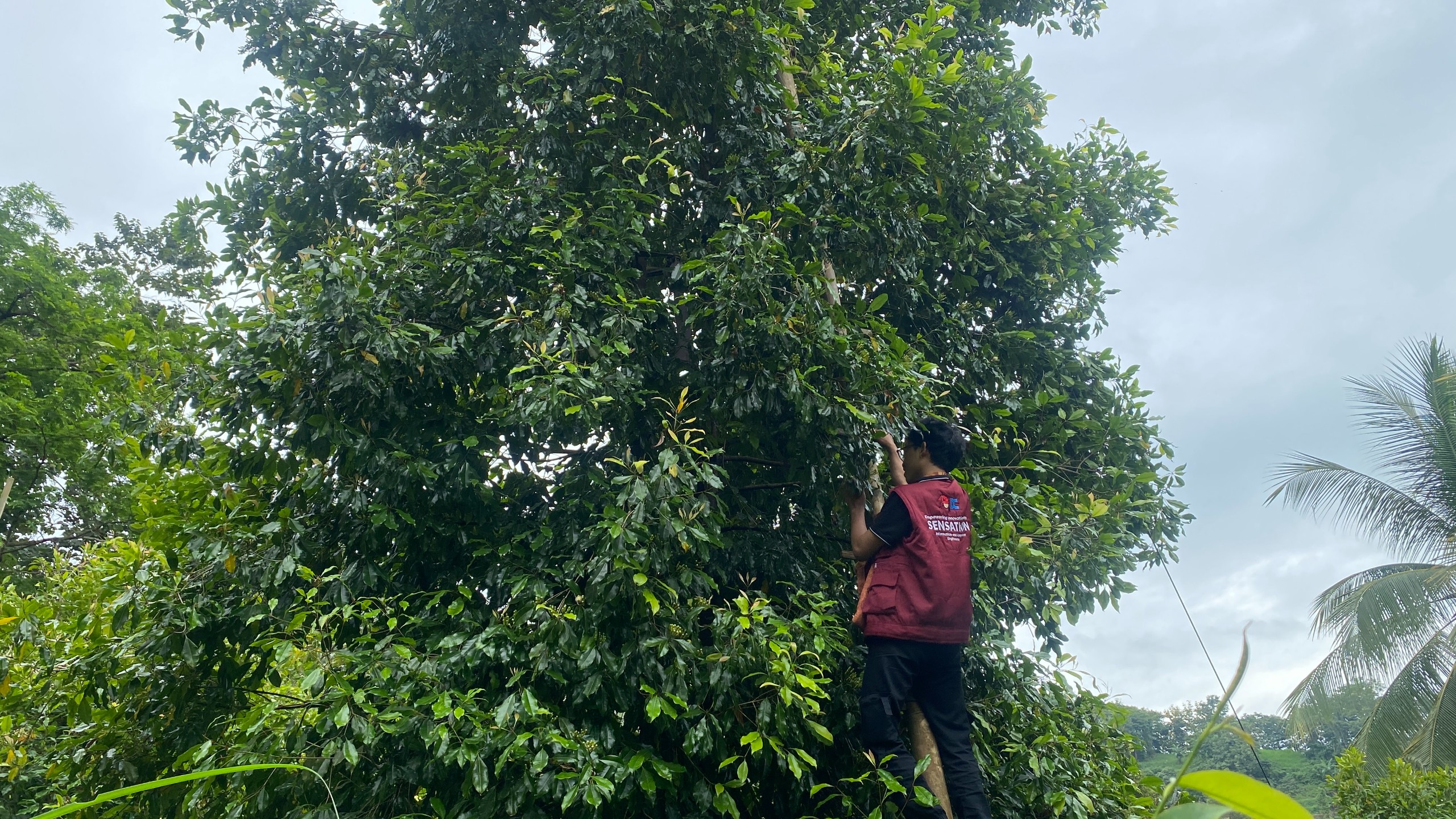 Kunjungan ke Kebun Cengkeh oleh Tim Pelaksana