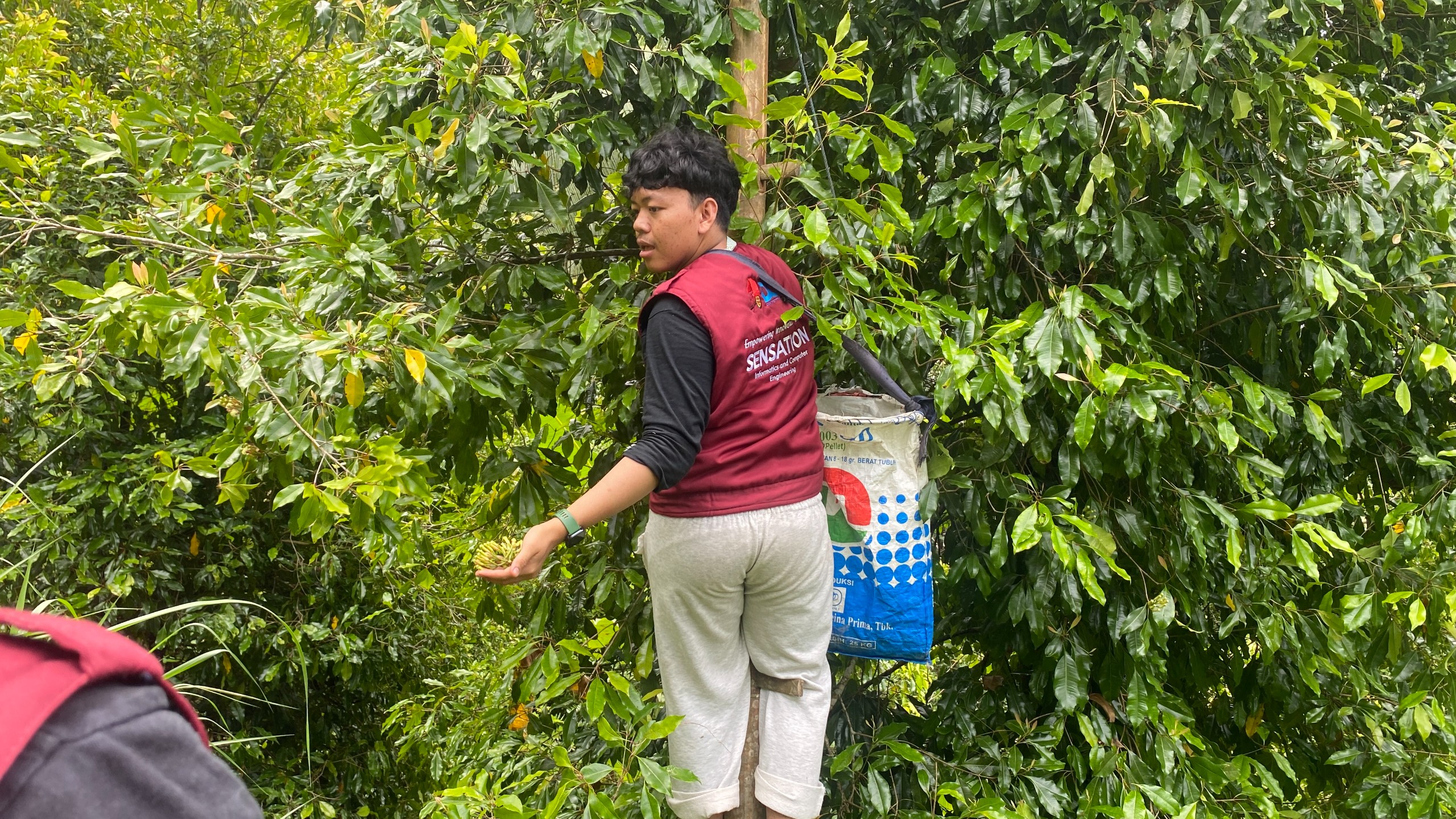 Kunjungan ke Kebun Cengkeh oleh Tim Pelaksana