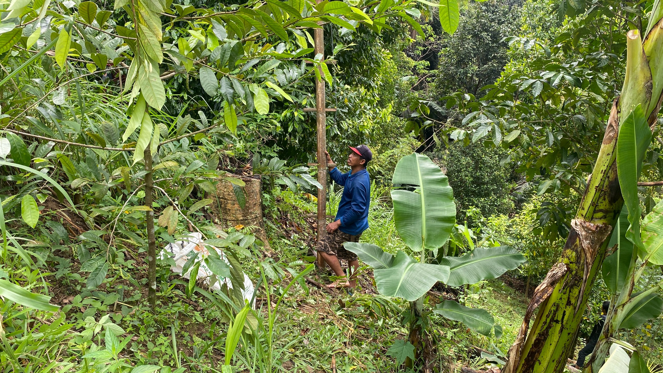 Kunjungan ke Kebun Cengkeh oleh Tim Pelaksana