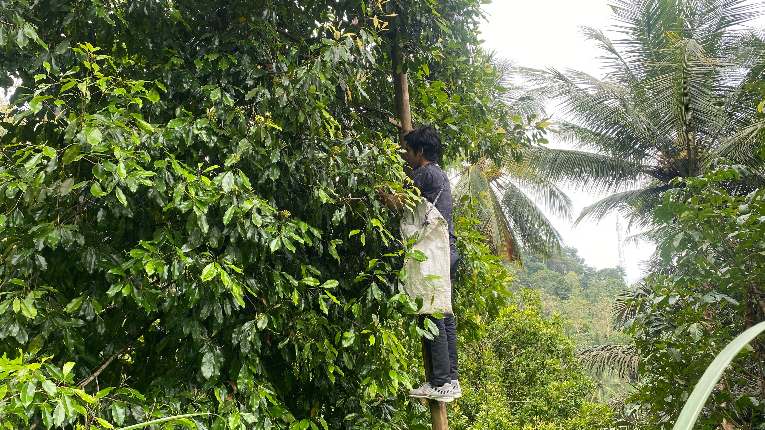 Kunjungan ke Kebun Cengkeh oleh Tim Pelaksana