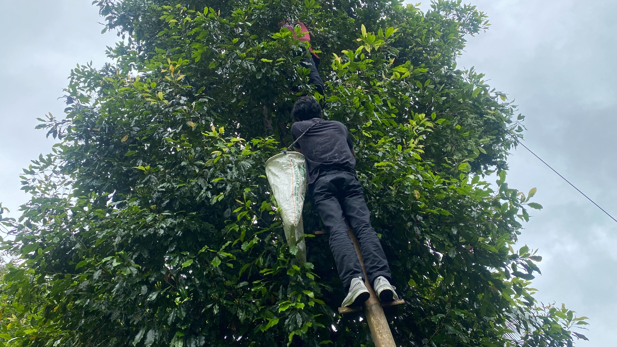 Kunjungan ke Kebun Cengkeh oleh Tim Pelaksana