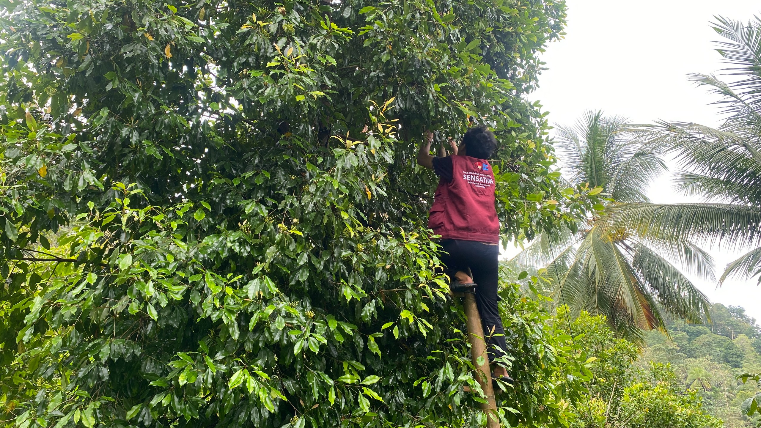 Kunjungan ke Kebun Cengkeh oleh Tim Pelaksana