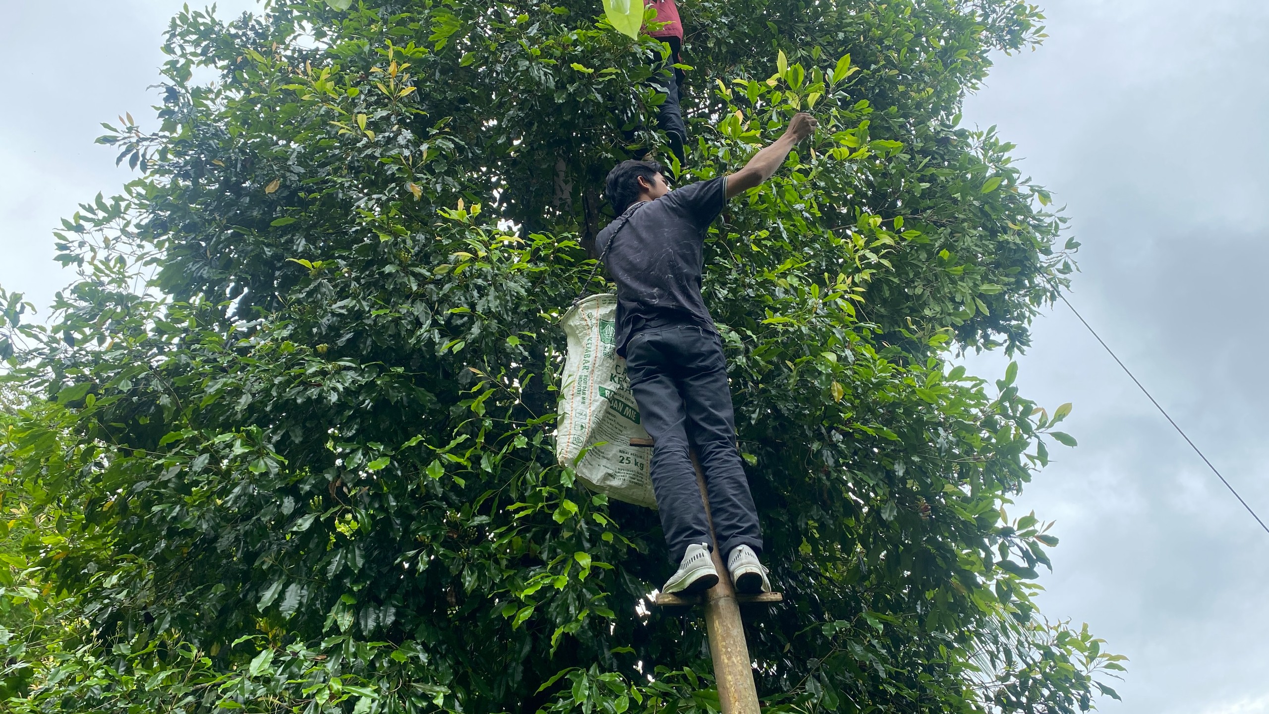 Kunjungan ke Kebun Cengkeh oleh Tim Pelaksana
