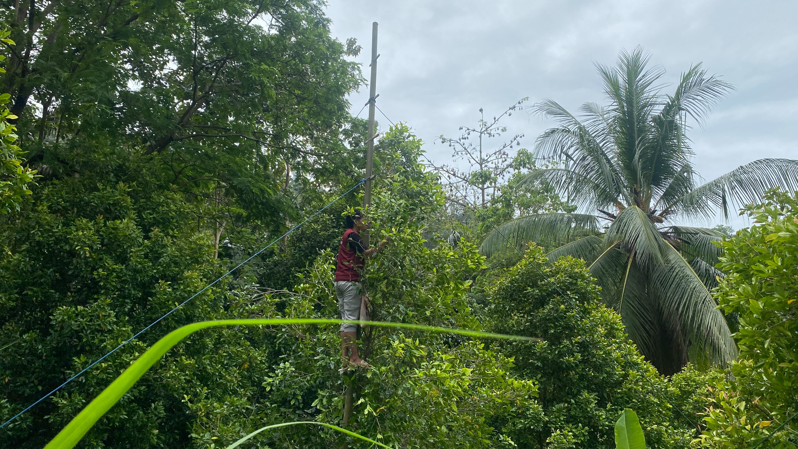 Kunjungan ke Kebun Cengkeh oleh Tim Pelaksana